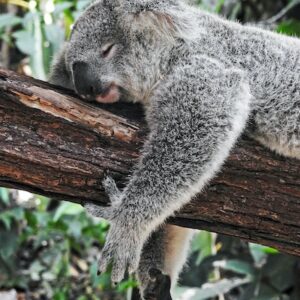koala sleeping | The Left Turn novel